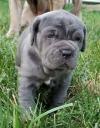 Puppies for sale Germany, Berlin Neapolitan Mastiff