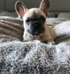 Puppies for sale Portugal, Lisbon French Bulldog