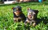 Puppies for sale Belgium, Brussels Yorkshire Terrier