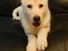 Puppies for sale Germany, Cologne German Shepherd Dog