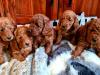 Puppies for sale Denmark, Aalborg , Cockapoo