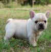 Puppies for sale Belgium, Brussels French Bulldog
