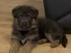 Puppies for sale Belgium, Brussels German Shepherd Dog