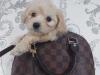 Puppies for sale Spain, Madrid , maltipoo
