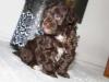 Puppies for sale Netherlands, Groningen , maltipoo
