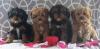Puppies for sale Belgium, Gant , Cavapoo
