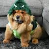 Puppies for sale Spain, Barcelona Chow Chow