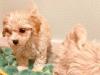 Puppies for sale Poland, Warsaw Other breed, maltipoo