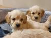 Puppies for sale Germany, Cologne , Cockapoo