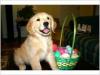 Puppies for sale Belgium, Brussels Golden Retriever