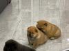 Puppies for sale Hungary, Budapest Chow Chow