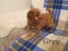 Puppies for sale Belgium, Liege , Cockapoo