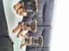 Puppies for sale Latvia, Riga German Shepherd Dog