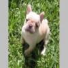 Puppies for sale Belgium, Brussels French Bulldog