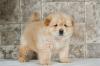Продам щенка Cyprus, Nicosia Chow Chow
