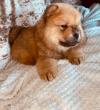 Puppies for sale Netherlands, NEC Chow Chow