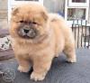 Puppies for sale Italy, Rome Chow Chow
