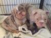Puppies for sale Portugal, Lisbon English Bulldog