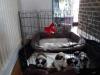 Puppies for sale Netherlands, Leiden Chihuahua