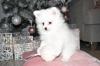 Puppies for sale Estonia, Tallinn Pomeranian Spitz