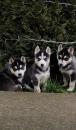 Puppies for sale Azerbaijan, Azerbaijan Haski