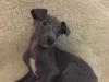 Puppies for sale Poland, Pyzheus Italian Greyhound