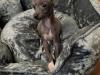 Puppies for sale Greece, Heraklion Italian Greyhound