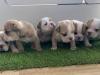 Puppies for sale Germany, Kayzerslauten English Bulldog