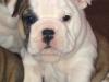 Puppies for sale Finland, Rovaniemi English Bulldog