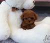Puppies for sale Italy, Genoa Poodle