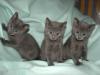 Puppies for sale Ireland, Dublin Other breed, Russian blue