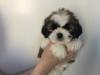 Puppies for sale Belgium, Antwerp Shih Tzu