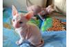 Puppies for sale Ireland, Dublin Other breed, sphynx
