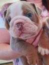 Puppies for sale Canada, Alberta English Bulldog