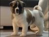 Puppies for sale Netherlands, Groningen Akita