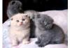Puppies for sale Ireland, Dublin Other breed, Scottish fold