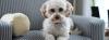Puppies for sale Spain, Navarra , cavapoo