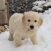 Puppies for sale Belgium, Bruges Golden Retriever