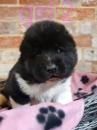 Puppies for sale Latvia, Riga Akita