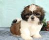 Puppies for sale Belgium, Brussels Shih Tzu