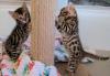 Puppies for sale Ireland, Dublin Other breed, Bengal