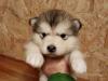 Puppies for sale Finland, Rovaniemi Africanis, Alaskan Malamute