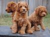 Puppies for sale Ireland, Dublin Other breed, labradoodle