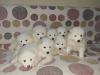Puppies for sale Belgium, Brussels Samoyed dog (Samoyed)