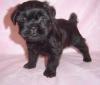 Puppies for sale Netherlands, Amsterdam , Affenpinscher puppies