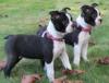 Puppies for sale Ireland, Dublin Boxer