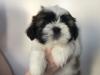 Puppies for sale Belgium, Brussels Shih Tzu