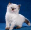 Puppies for sale Ireland, Dublin Other breed, Siberian