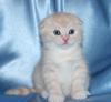 Puppies for sale Ireland, Dublin Other breed, British short hair