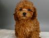 Puppies for sale Lithuania, Akmene Poodle